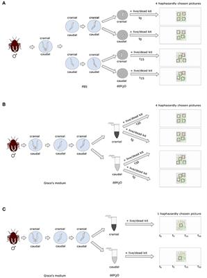 More Pitfalls with Sperm Viability Staining and a Viability-Based Stress Test to Characterize Sperm Quality